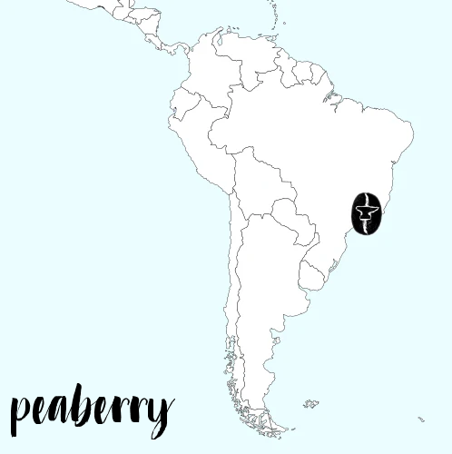 Peaberry Brazil Coffee Beans - OTIO Cafes